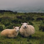 Your marriage bill of rights by Rebecca Matthews – Unique & Couples Treatment | Intercourse Remedy